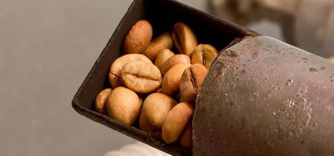 Grains torr&eacute;fi&eacute;s - Les torr&eacute;factions plus sombres comportent moins de caf&eacute;ine