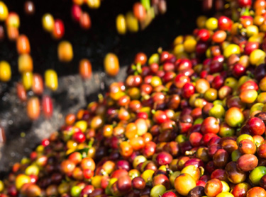 Proc&eacute;d&eacute; de s&eacute;paration du caf&eacute; par voie humide